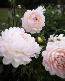 kelgai ann dahlia tubers sale