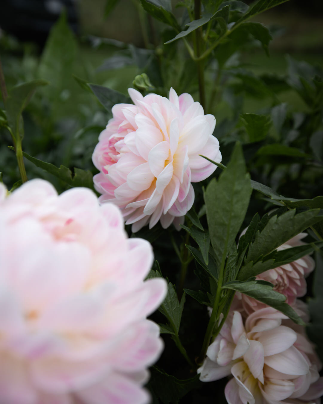 kelgai ann dahlia tubers sale
