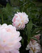kelgai ann dahlia tubers sale