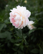 kelgai ann dahlia tubers sale