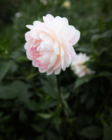 kelgai ann dahlia tubers sale