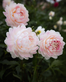 kelgai ann dahlia tubers