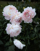 kelgai ann dahlia tubers sale