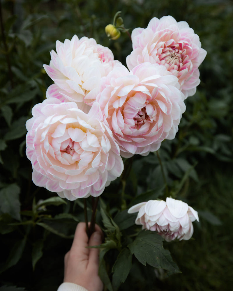 kelgai ann dahlia tubers