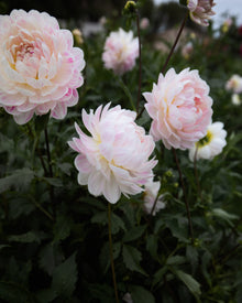 kelgai ann dahlia tubers sale