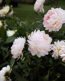 kelgai ann dahlia tubers sale