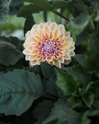 Dahlia RM Summer Haze