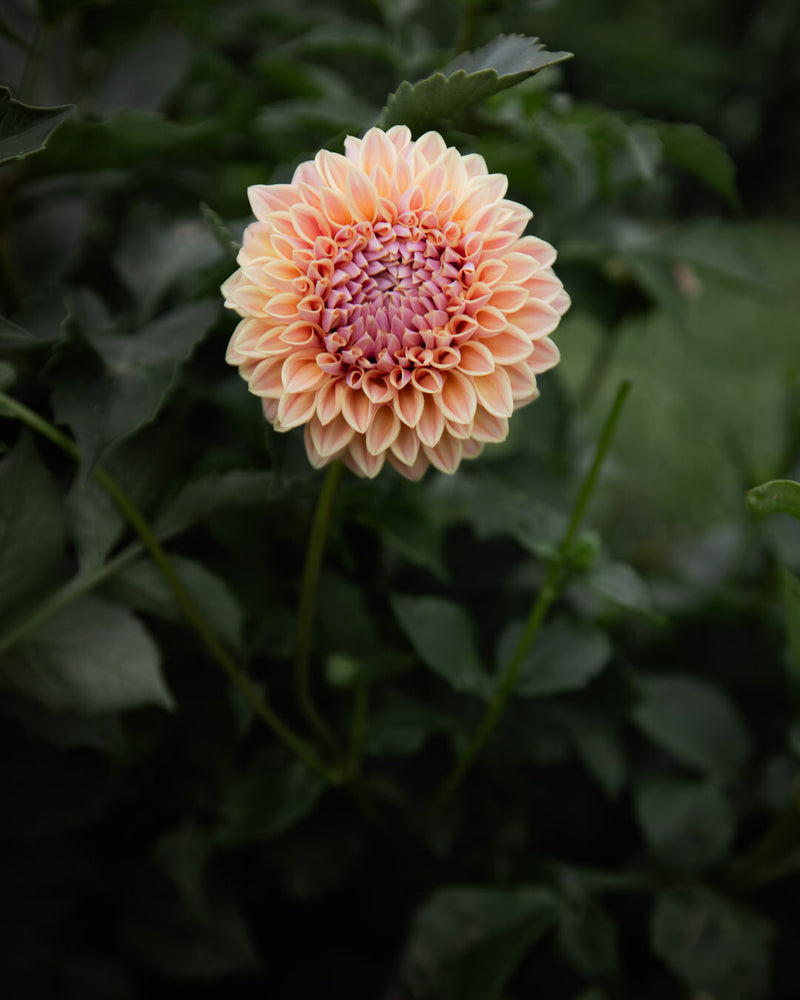 Dahlia RM Summer Haze