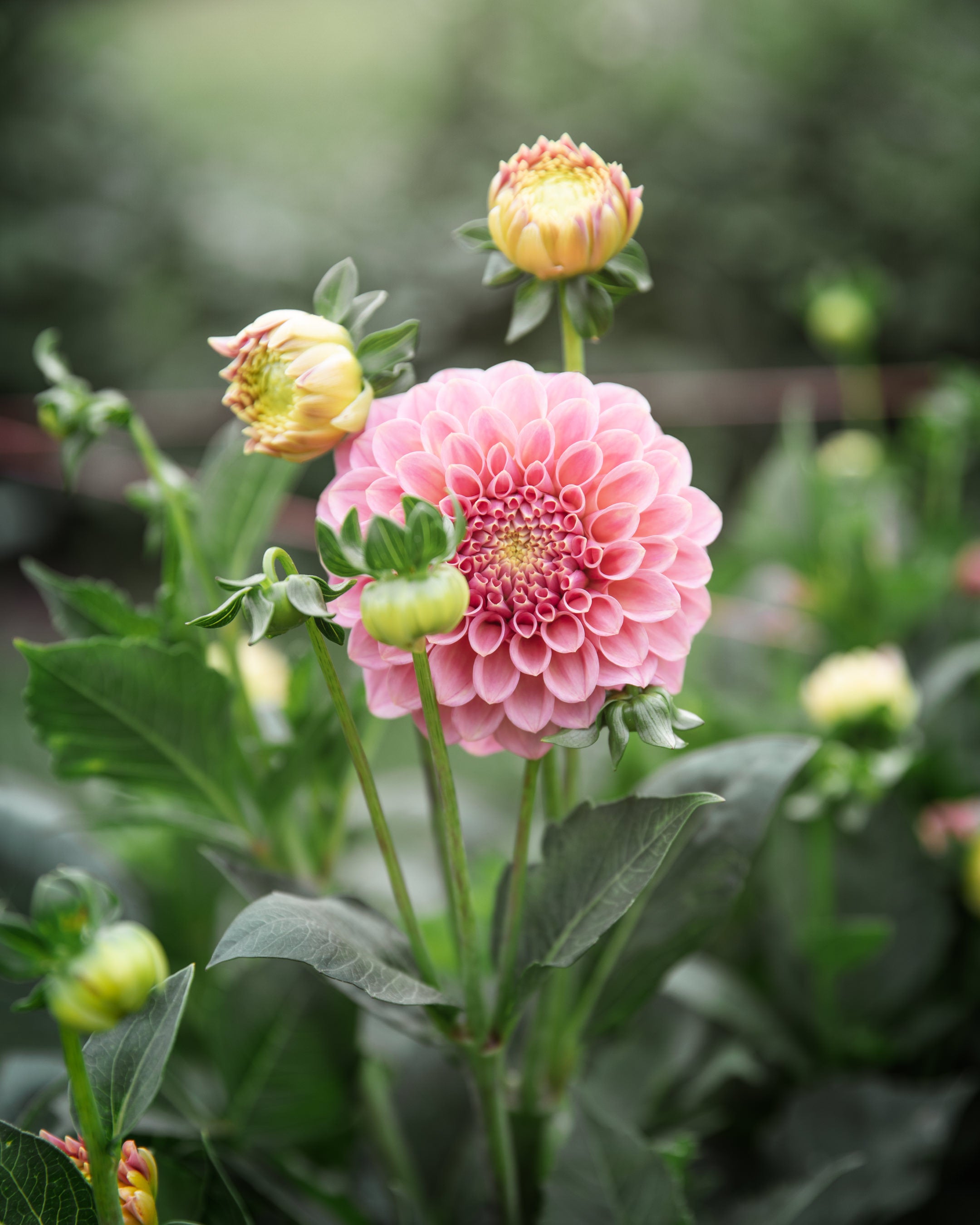 Dahlia Rock Run Ashley Tuber Sale