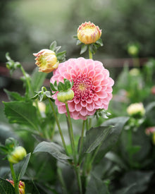 Dahlia Rock Run Ashley Tuber Sale