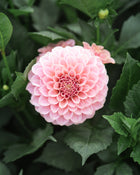 Dahlia Rock Run Ashley Tuber Sale