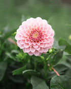 Dahlia Rock Run Ashley Tuber Sale
