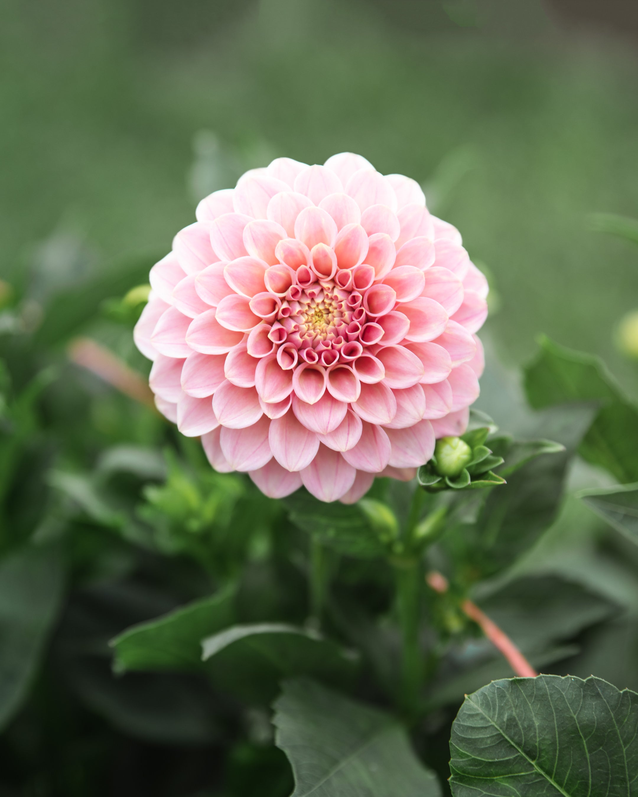 Dahlia Rock Run Ashley Tuber Sale