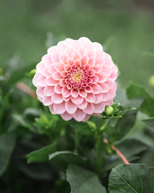 Dahlia Rock Run Ashley Tuber Sale