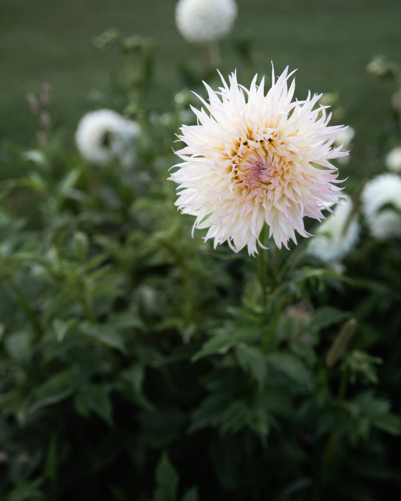Dahlia Alauna Millipiques