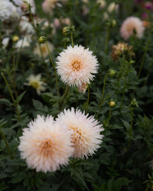 Dahlia Alauna Millipiques
