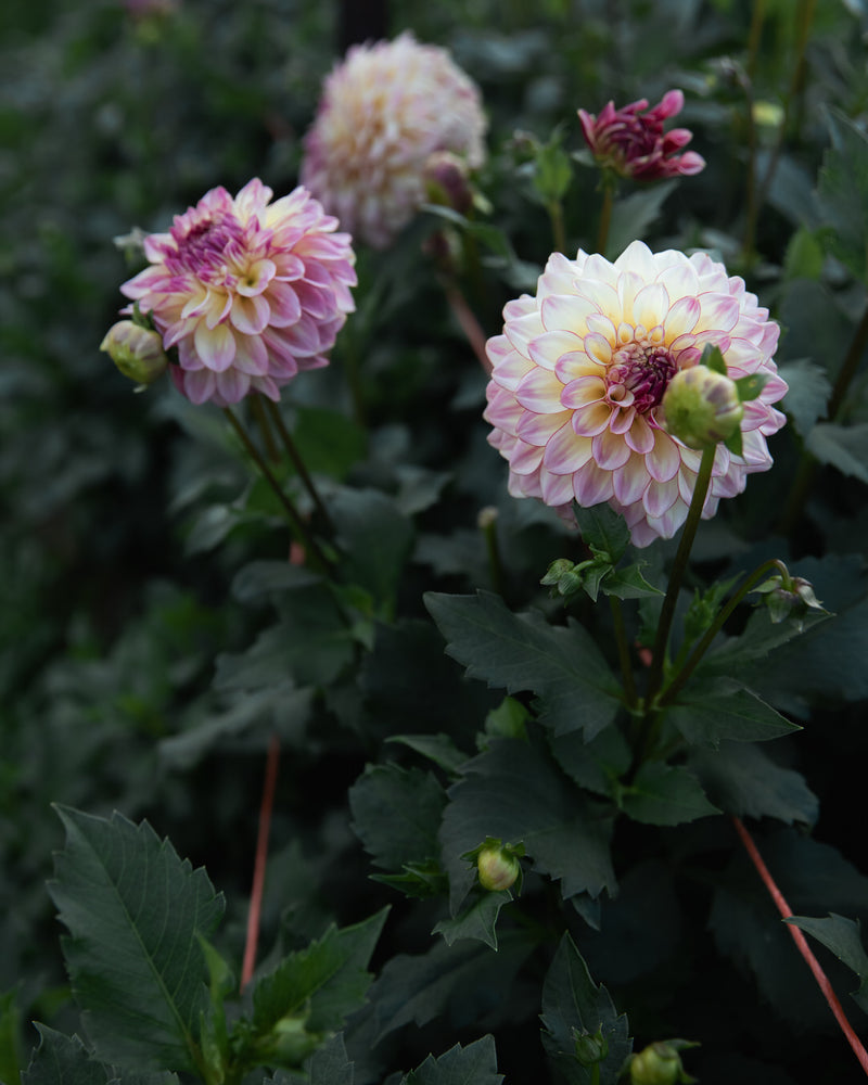 Dahlia Alpen Sundown