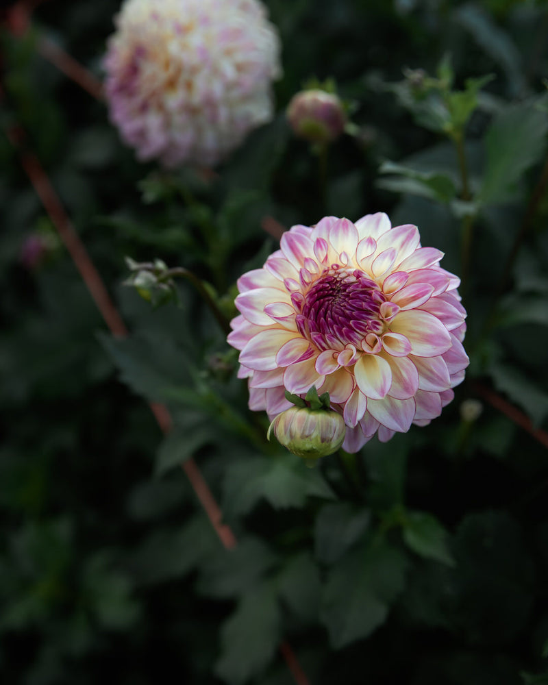 Dahlia Alpen Sundown