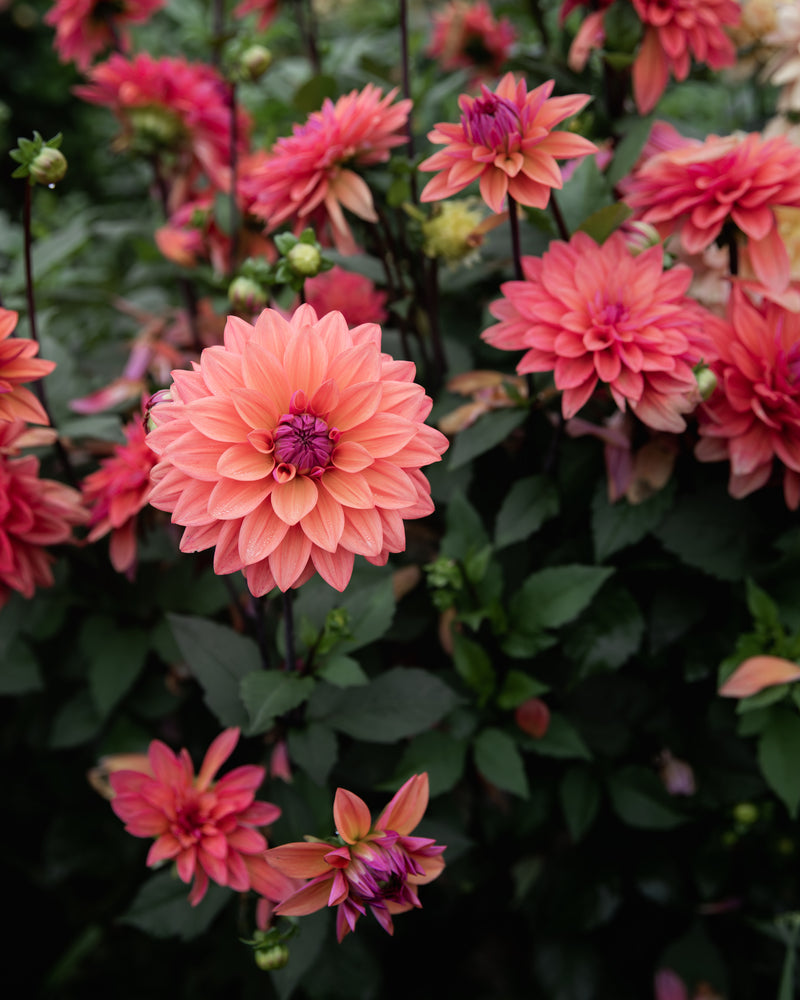 Dahlia American Dawn