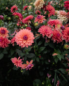 Dahlia American Dawn (LIMIT 1)