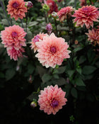 Dahlia American Dawn (LIMIT 1)