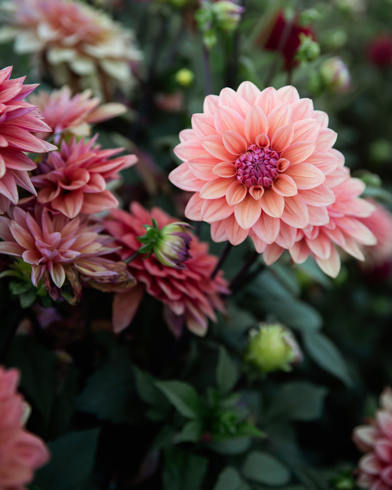 Dahlia American Dawn