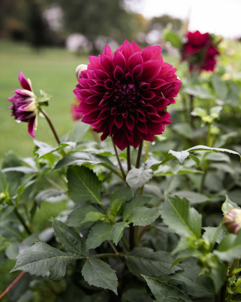 Dahlia Amulet (Limit 1)