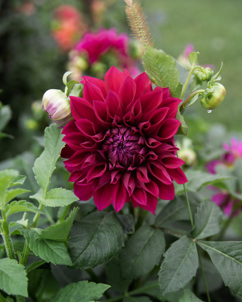 Dahlia Amulet (Limit 1)