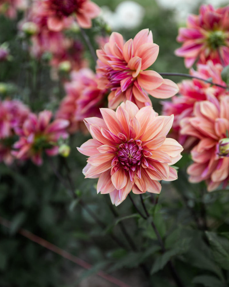 Dahlia Andy's Legacy