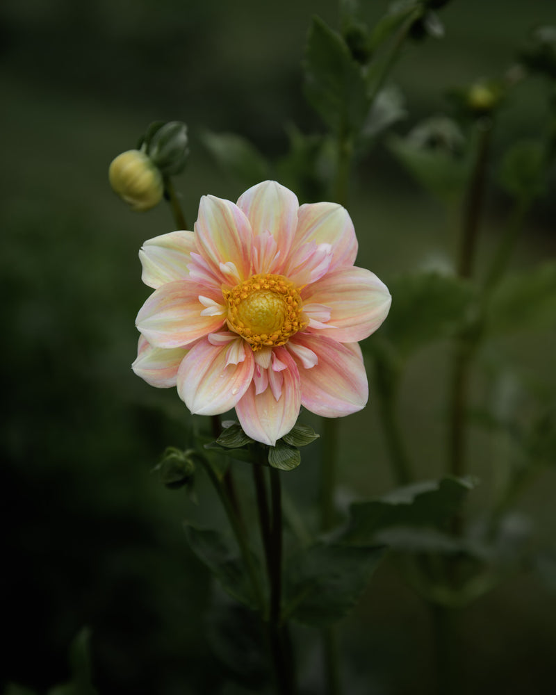Dahlia Apple Blossom