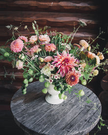Scabiosa 'Fata Morgana'