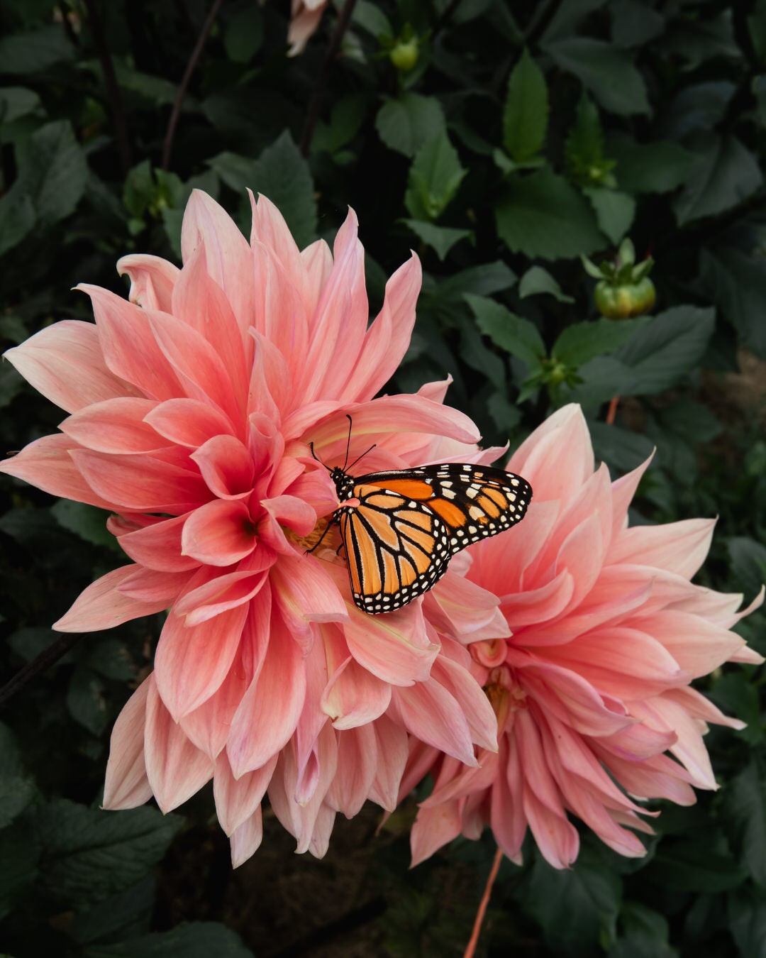 Dahlia Babylon Bronze For The Bees (Open Center)