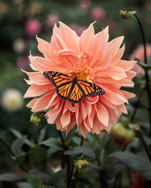 Dahlia Babylon Bronze For The Bees (Open Center)