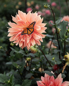 Dahlia Babylon Bronze For The Bees (Open Center)