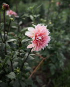 Dahlia Babylon Bronze For The Bees (Open Center)