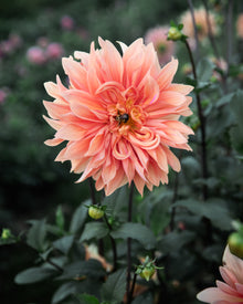 Dahlia Babylon Bronze For The Bees (Open Center)