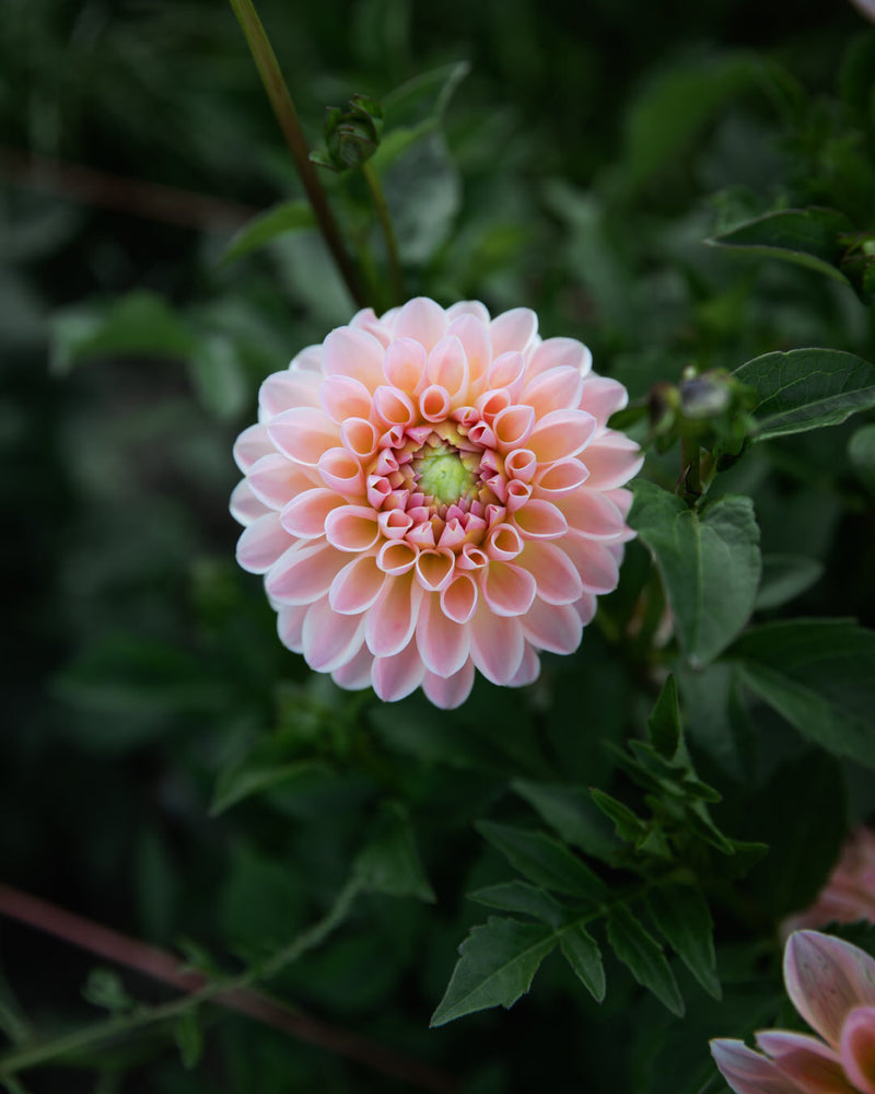 Dahlia Barbarry Dominion (LIMIT 1)