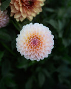 Dahlia Barbarry Dominion (LIMIT 1)