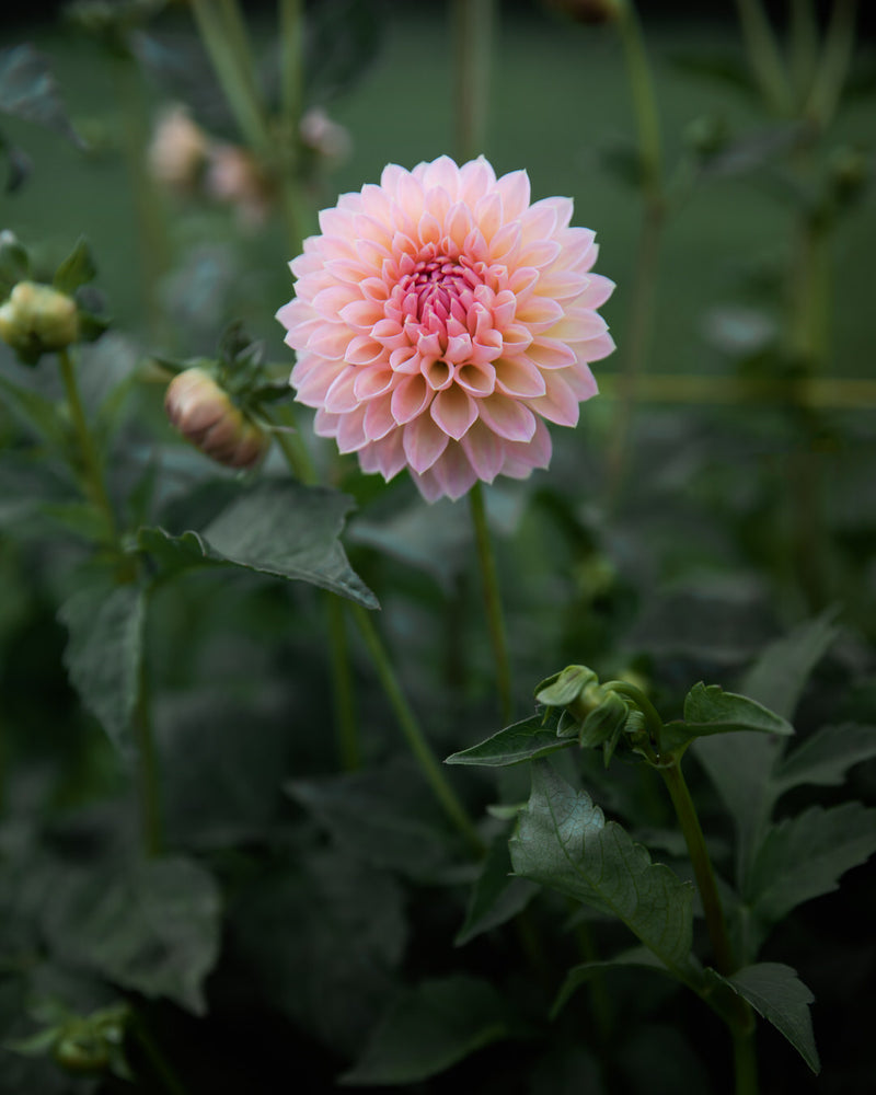 Dahlia Barbarry Dominion (LIMIT 1)