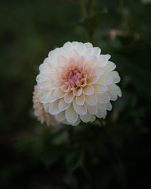 Dahlia Barbarry Dominion (LIMIT 1)