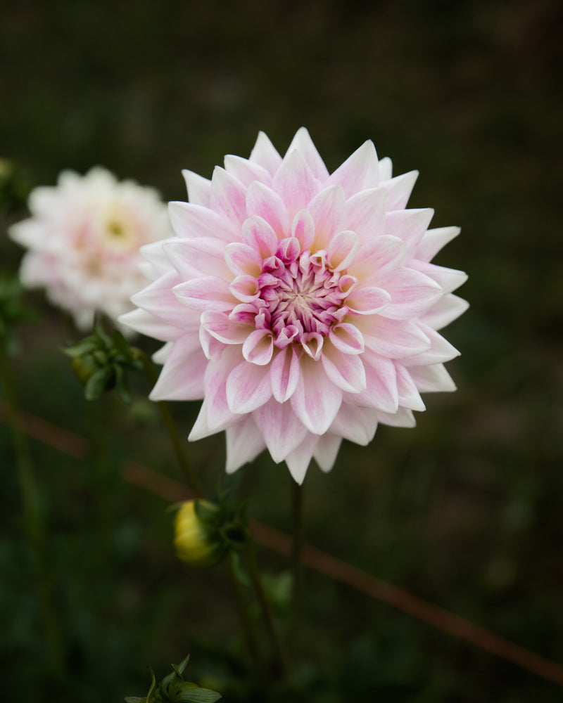 Dahlia BJ's Dusty Rose