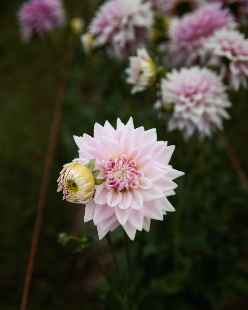 Dahlia BJ's Dusty Rose