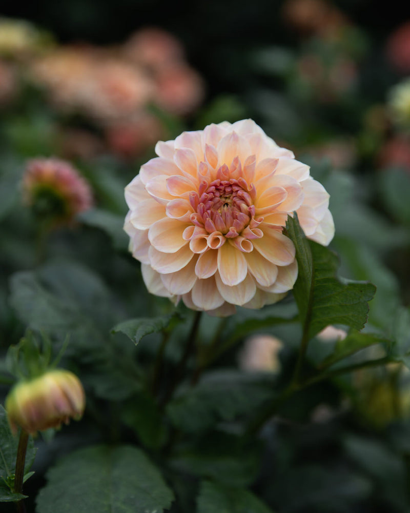 Dahlia Blah Blah Blah