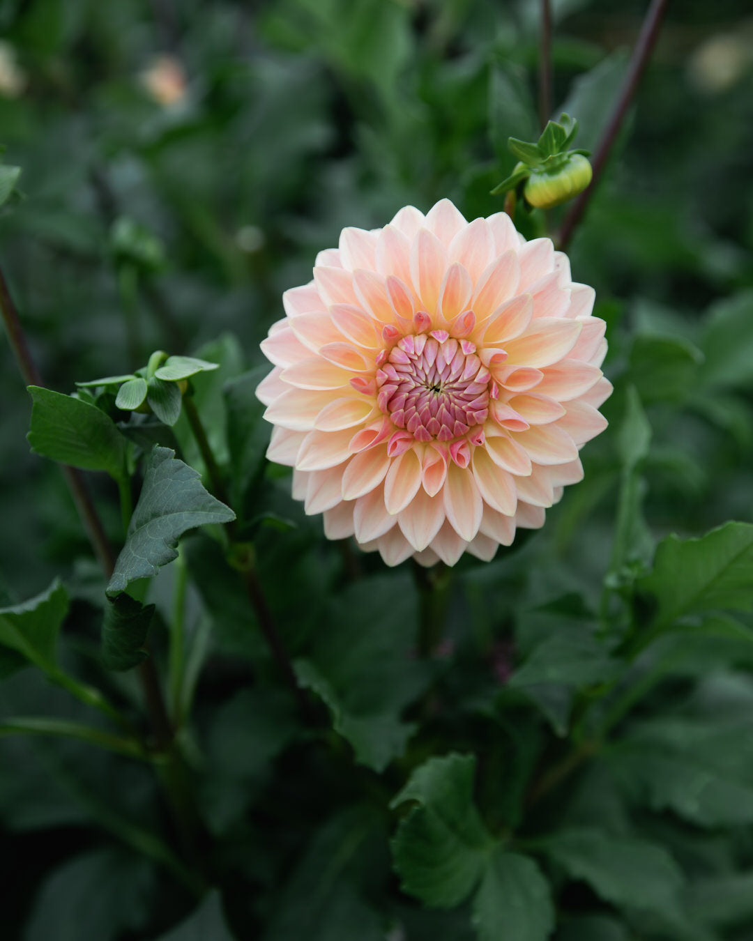 Dahlia Bloomquist Alan