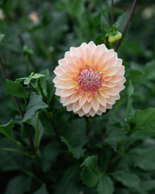Dahlia Bloomquist Alan