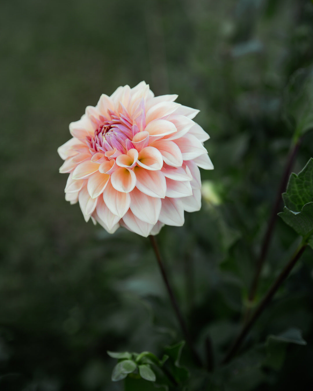 Dahlia Bloomquist Alan