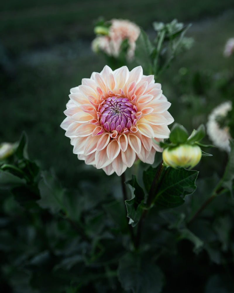 Dahlia Bloomquist Alan