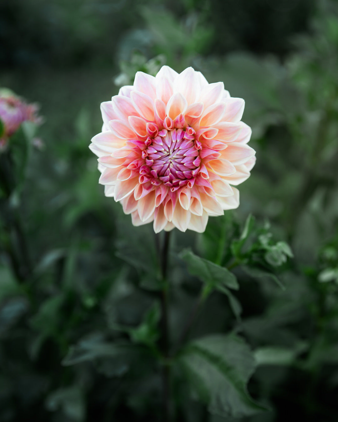 Dahlia Bloomquist Alan