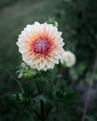 Dahlia Bloomquist Alan