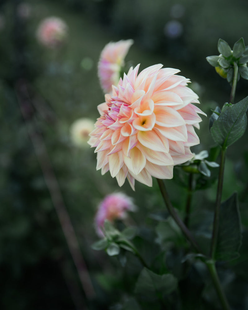 Dahlia Bloomquist Alan